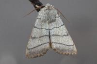 Charanyca trigrammica