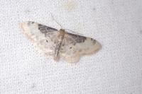 Idaea filicata