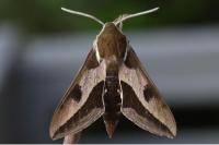 Hyles euphorbiae