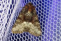 Oligia strigilis