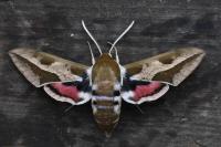 Hyles euphorbiae