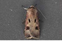 Agrotis exclamationis exclamationis