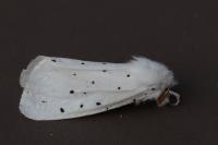 Spilosoma lubricipeda
