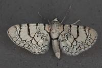 Eupithecia venosata/schiefereri