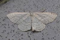Idaea subsericeata