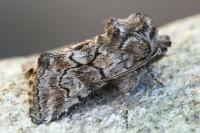 Cleonymia yvanii