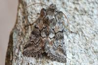 Cleonymia yvanii