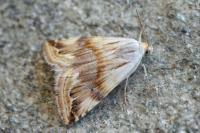 Eublemma ostrina
