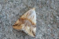 Eublemma ostrina