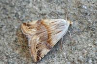 Eublemma ostrina