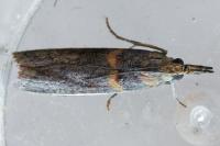 Etiella zinckenella