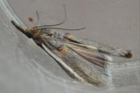 Etiella zinckenella