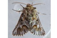 Amephana aurita