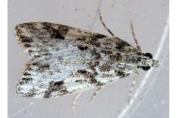 Eudonia delunella