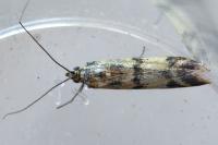 Homoeosoma sinuella