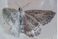 Rhoptria asperaria