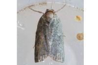 Nycteola