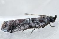Alophia combustella