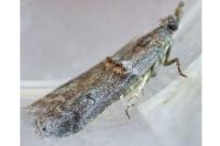 Acrobasis obliqua