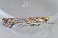Ancylosis cinnamomella