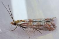 Ancylosis cinnamomella