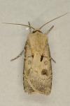 Agrotis exclamationis exclamationis