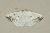 Lomographa temerata