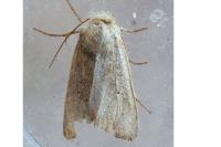 Mythimna sicula