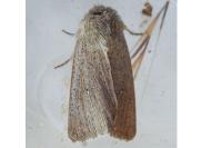 Mythimna sicula