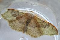 Idaea degeneraria