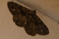 Peribatodes ilicaria ilicaria