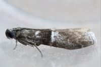 Elegia similella/atrifasciella