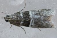 Elegia similella/atrifasciella