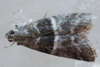 Elegia similella/atrifasciella