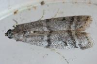 Ephestia