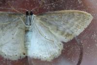 Idaea litigiosaria