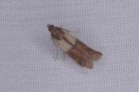 Plodia interpunctella