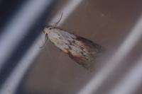 Aphomia sociella