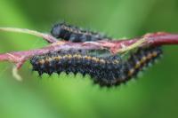 Saturnia pavonia