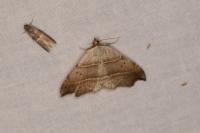 Laspeyria flexula