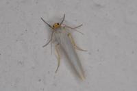Manulea complana