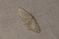 Idaea subsericeata
