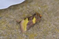 Diachrysia chrysitis