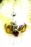 Cilix hispanica
