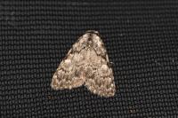 Meganola strigula