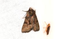 Oligia