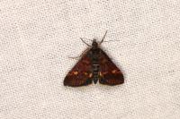 Pyrausta aurata