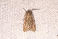 Mythimna riparia