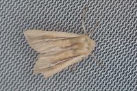 Mythimna litoralis