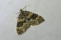 Electrophaes corylata